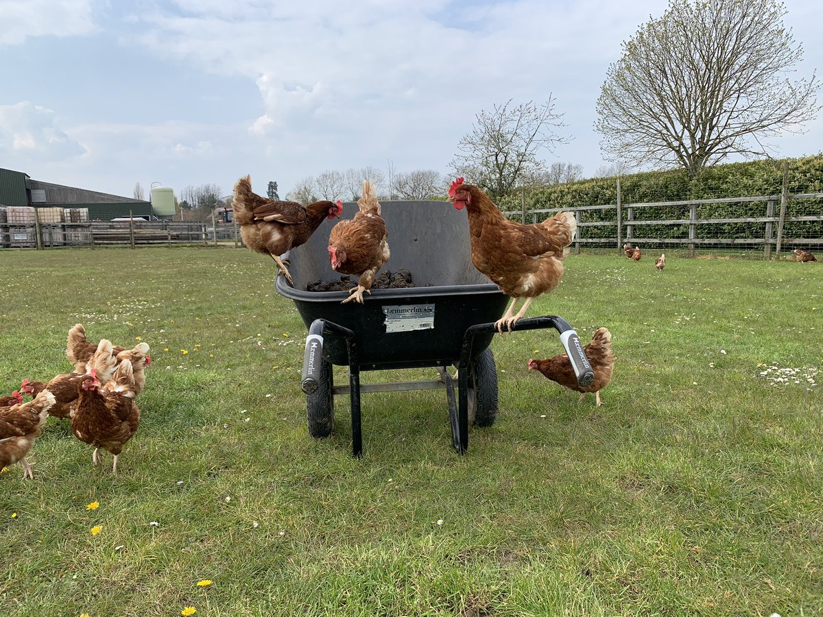 Hens having fun