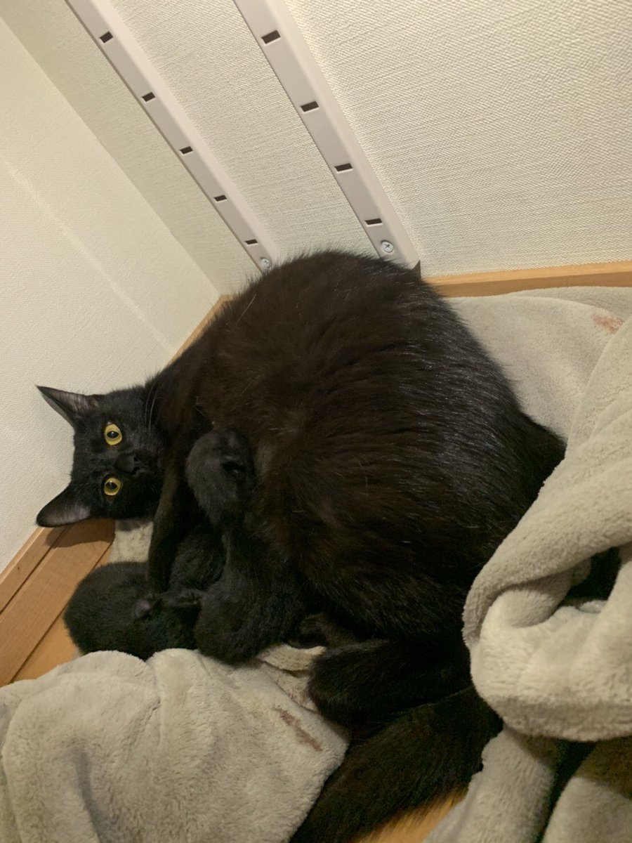 Key050's tweet photo. 生まれたての子猫飼ってもらえる方募集してます🙇
子猫の写真はないんですが
黒猫ちゃんです🙇

もし飼える方がいらっしゃったら
連絡お願いします🙇

#拡散希望
#子猫
#黒猫ちゃん https://t.co/QV97W2Ivwx
