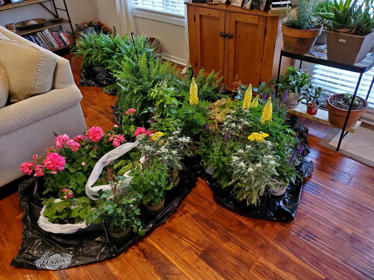 PapaSweets tweet media