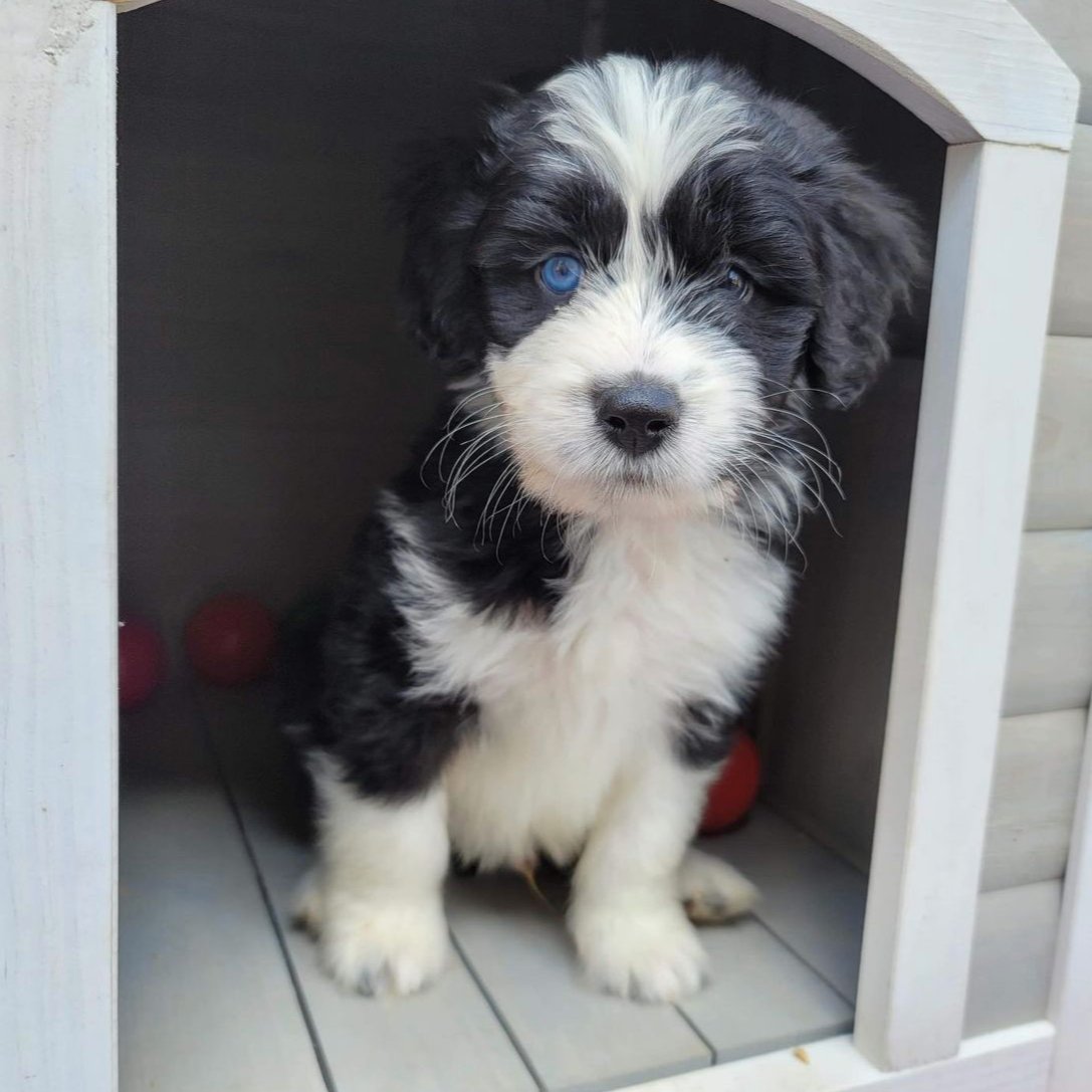 RevivalAH's tweet photo. Happy #HealthyPuppyMonth! Thank you for sharing this photo with us @spirit_of_the_dog 🐶

Want to be featured? Tag us and use the hashtag #HealthyPuppyMonth in your description. We want to share your photo! https://t.co/pJfxhtBwZJ