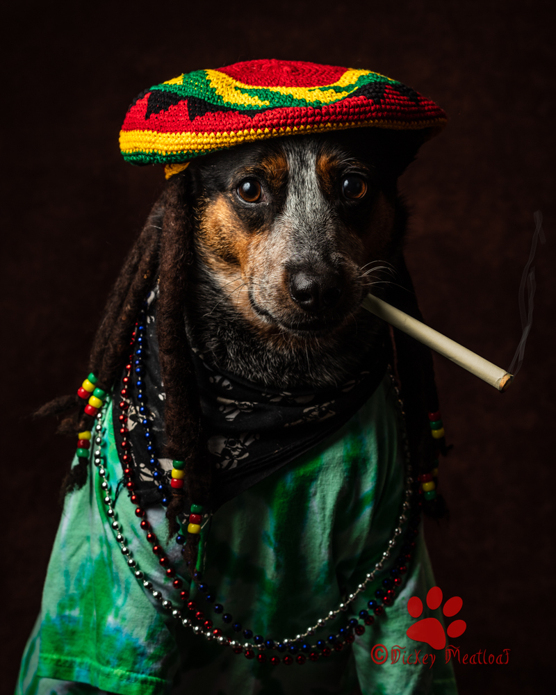 JulienLambertph's tweet photo. Happy 4/20 - :) Dickey Meatloaf #DickeyMeatloaftheDog feeling his Reggae roots.  :)  Hope this brings a little smile to your face...  #julamphoto 📸: Julien &amp; Lambert Photo https://t.co/vWLbEiVyEK