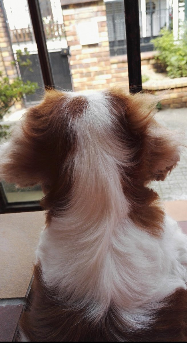 Lola69760486's tweet photo. I don't think that you can imagine how many times we have kissed this little head and ears and back...💗💕💕
#MissingOurGirl https://t.co/ugme25AYxo