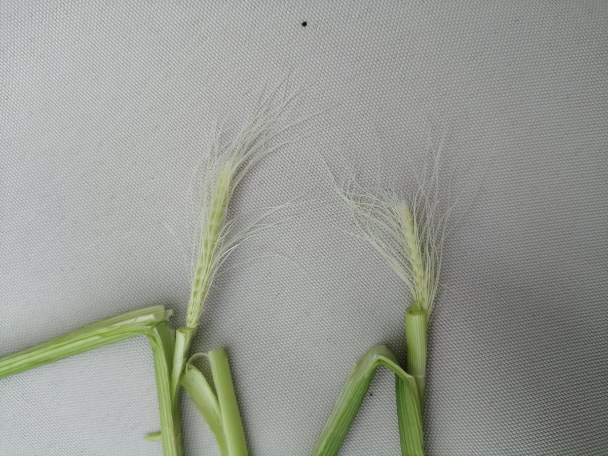 🔎🌾 Dégâts de gel: les observations peuvent maintenant être effectuées, avec des premiers retours variables. 📢 N'hésitez pas à nous remonter vos observations afin d'avoir une vision de l'intensité et la répartition des dégâts dans notre région 📊: forms.office.com/r/ZKTbK8iKh9