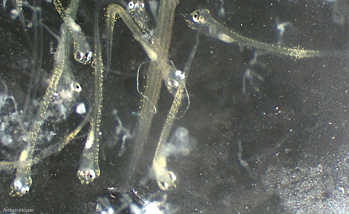 GEOMAR_en's tweet photo. Fish larvae can tell a lot about the state of an ecosystem. That is why the team of expedition #AL553 has a close look at fish larvae in the Bornholm Basin. Read more in the the blog https://t.co/2CG2HdPo7y
#BalticTimeSeries #RV_ALKOR https://t.co/doYjBic1rD