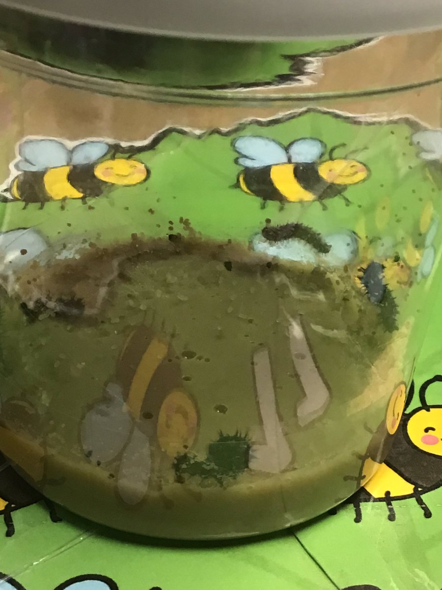 MayflowerSch's tweet photo. #kapoor has some very hungry caterpillars in their classroom! We are observing our caterpillars, they are already bigger! We will update you with their progress. #veryhungrycaterpillar #understandingtheworld #science #observingovertime #curiosity #eyfs https://t.co/RxtIlJ6QCp
