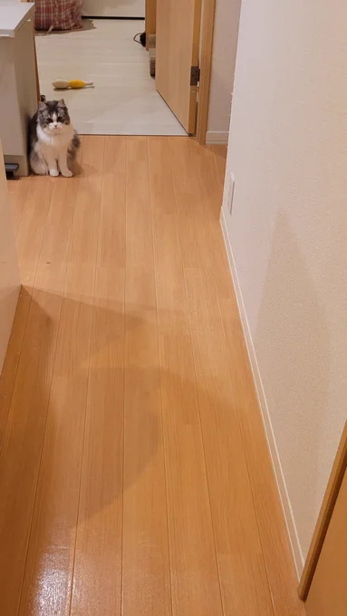 自分のせいで壊れたと思ったのか、すんごい申し訳なさそうにとぼとぼ歩いてきてか細い声で呼ばれた

大丈夫よただの接続エラーよw 