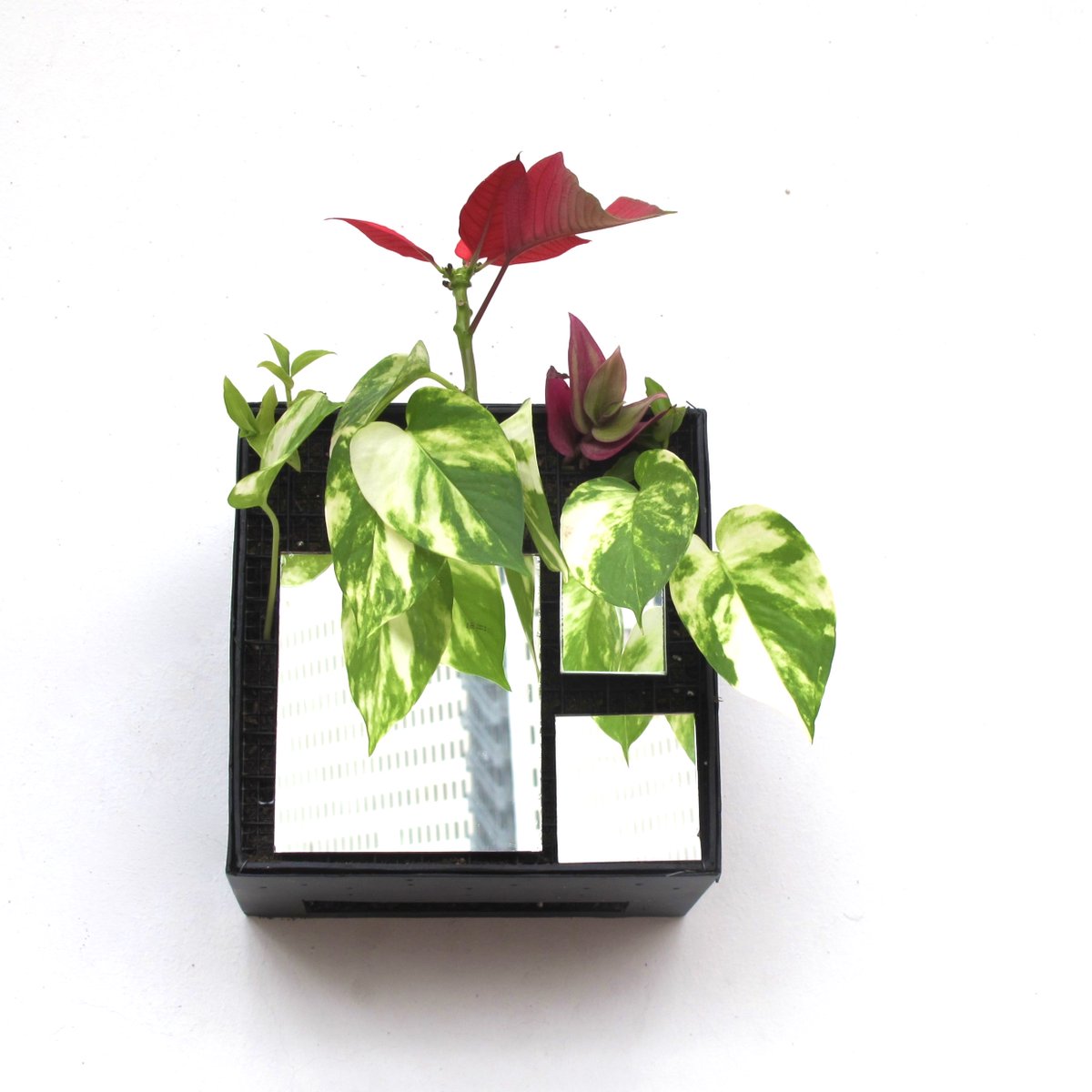 thebionicbook's tweet image. BIONIC MAGIC MIRROR - GREEN ART #bionicart #biomimetic #art #arte #biomimetico #bionicmirror #magic #madrid #greendesign #trends #honevo #studio #biomagnetic #plants