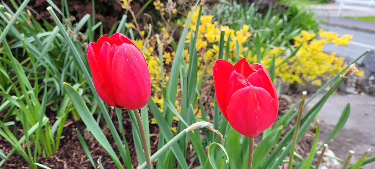 DGPhotography9's tweet photo. Out for a walk...so I shot these 😋 #flowerphotography #photobug #tuesdayvibe #staypositive 👍🙂 https://t.co/nk09FRFM1g
