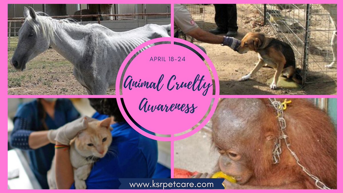 Every 60 seconds, an #animal is #abused. It’s unconscionable, especially in our supposedly advanced #culture, but animal #cruelty continues to occur all over the #world. If you see something, say something! #sayno #noisno#petcare #petservices #dogs #cats #pets #pet #love