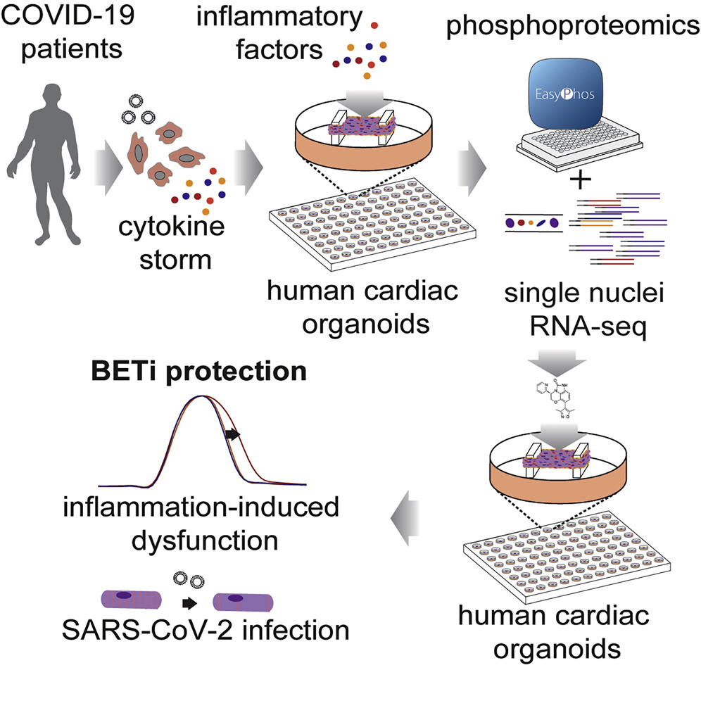 Cell (@cellcellpress) on Twitter photo Out now! ! Elevated cytokines in #COVID19 patients drives #cardiac dysfunction. BET inhibitors are potential candidates to decrease #ACE2 cardiac expression bit.ly/3tN3NDL
<a href="/jehudson85/">James Hudson</a> @QIMRBerghofer
<a href="/CellPressNews/">Cell Press</a> #coronavirus research visit cell.com/2019-nCOV Out now! ! Elevated cytokines in #COVID19 patients drives #cardiac dysfunction. BET inhibitors are potential candidates to decrease #ACE2 cardiac expression bit.ly/3tN3NDL
<a href="/jehudson85/">James Hudson</a> @QIMRBerghofer
<a href="/CellPressNews/">Cell Press</a> #coronavirus research visit cell.com/2019-nCOV