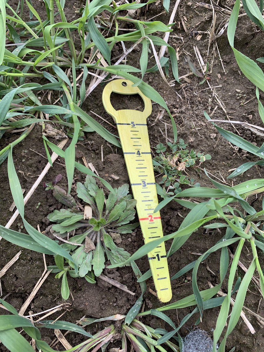 MariekePatton's tweet photo. Socially distant #Scout21 with @shawlaura97 from @Holmesagro on the coldest π₯Ά day in April so far- finding #CanadaFleabane of all sizes along with cotyledon LQ and chickweed #InfinityFX #ItsGrowTime https://t.co/fEsG9DSSUx