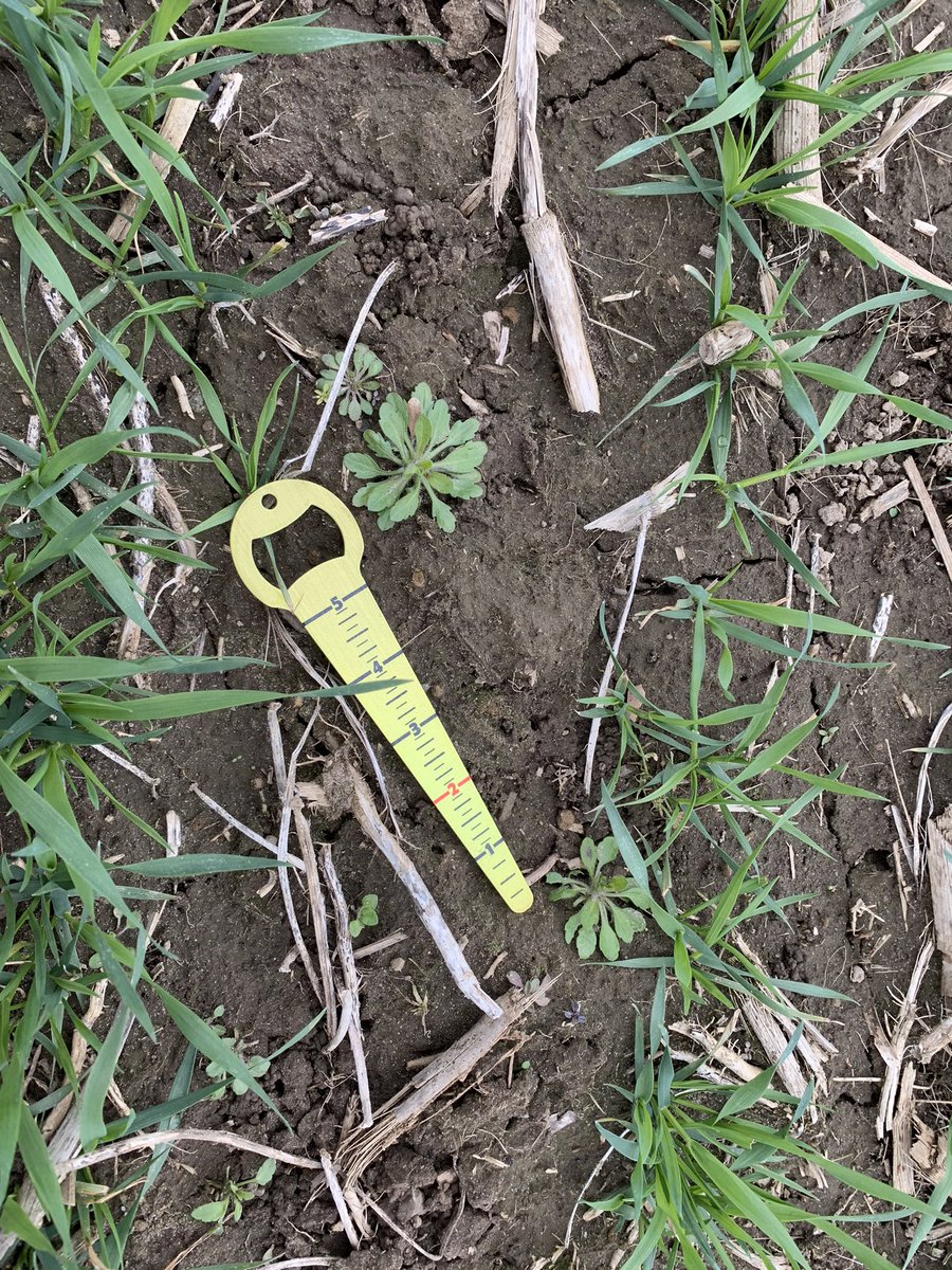 MariekePatton's tweet photo. Socially distant #Scout21 with @shawlaura97 from @Holmesagro on the coldest π₯Ά day in April so far- finding #CanadaFleabane of all sizes along with cotyledon LQ and chickweed #InfinityFX #ItsGrowTime https://t.co/fEsG9DSSUx