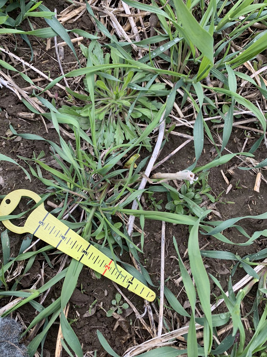 MariekePatton's tweet photo. Socially distant #Scout21 with @shawlaura97 from @Holmesagro on the coldest π₯Ά day in April so far- finding #CanadaFleabane of all sizes along with cotyledon LQ and chickweed #InfinityFX #ItsGrowTime https://t.co/fEsG9DSSUx