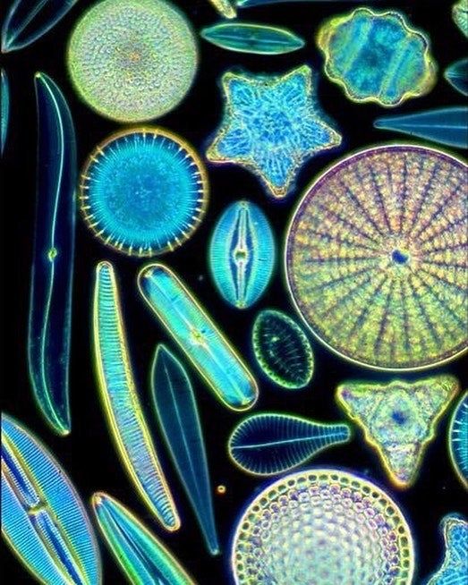 then_patterns's tweet image. Beauty Scales in #Patterns

#Phytoplankton  #Microscopic #Ocean
#Souvenir #Spain 
@EvanKirstel, @CurtINFJT