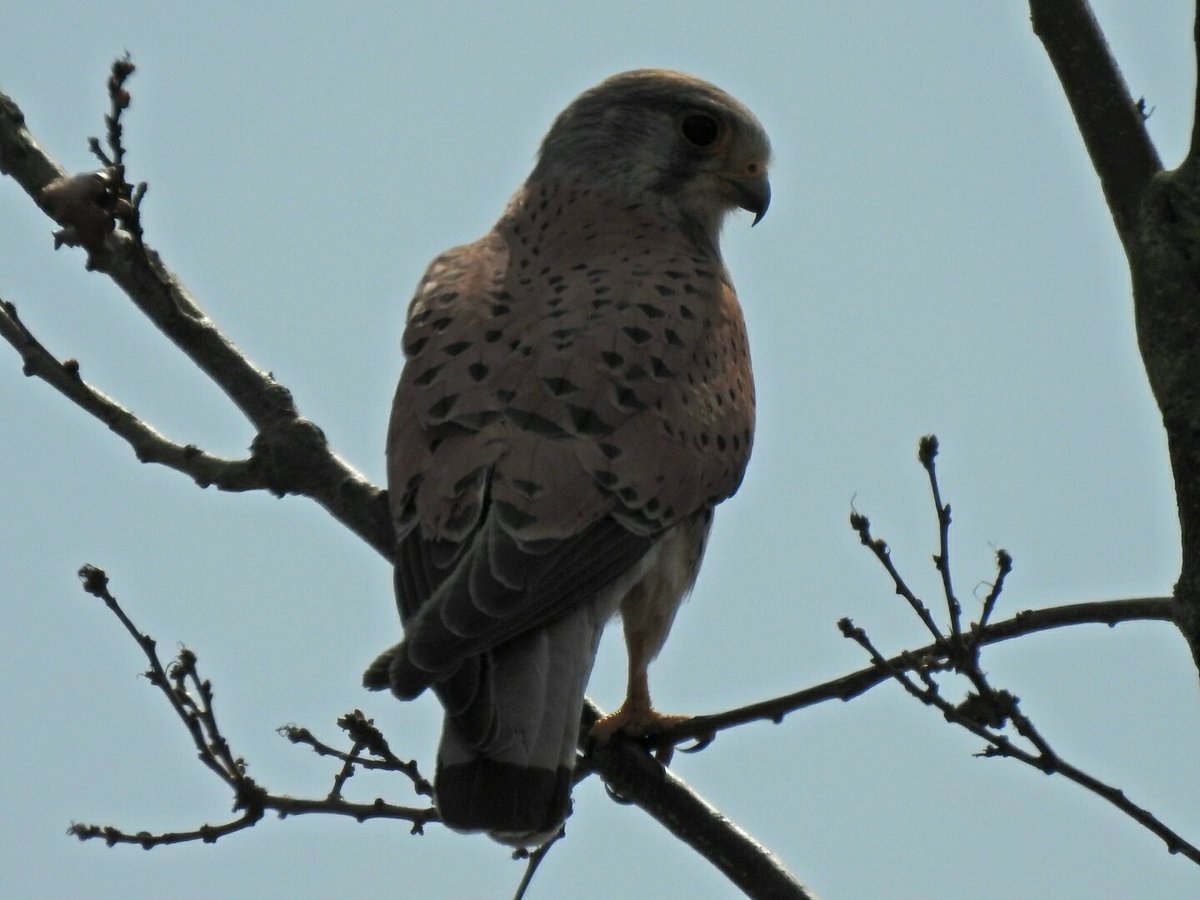 martingreenish4's tweet image. A quick walk on Rodborough Common this afternoon.@chelle36964384 #Stoud