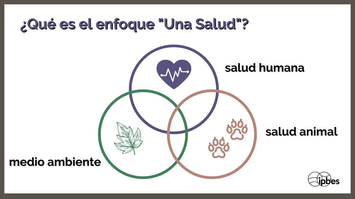 ipbeses's tweet photo. ¿Qué es el enfoque #UnaSalud?⚕️🔍

📖El informe sobre #pandemias de la @IPBESes lo describe como un 'sistema para abordar los principales problemas de salud reconociendo que la #salud de las personas, los animales y el medio ambiente suelen estar inextricablemente vinculados' https://t.co/yKnvcXjC6I