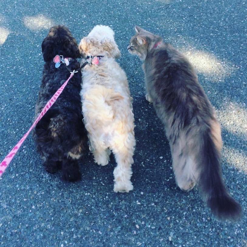 Nothing to see here! Just us three dogs out for walkies! 

Pixie tries to tell neighbours that she’s our grey dog, but we know she smells funny.  She smells like a cat!!! Did you do your walkies yet today?  #catsanddogs #dogs #cutedogs