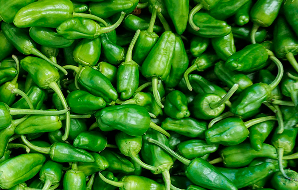 HuertoUrbanoNet's tweet photo. Es en los valles de los ríos Ulla y Sar, donde se produce este “Pemento de Herbón” con #DOP, con producción limitada, comercializada durante los meses de mayo hasta el mes de octubre.
#PimientoDePadron #Pimiento #Hortalizas
https://t.co/AfvAOobjpk https://t.co/uKEqmodIxL
