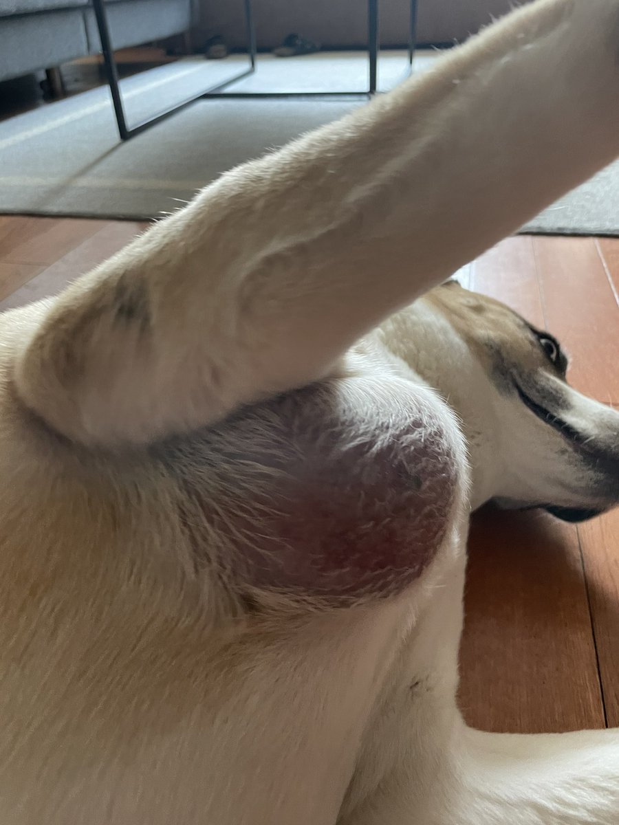 lauritapie's tweet photo. Hey Y’all
I need a little help.
My dog Umi has a few tumors on her body &amp; everywhere I go is charging $3k-5k. I have little to no money. 
If you guys know any places I can take her, please DM me. Spreading the word can help.
Retweet or donations are appreciated
Venmo: Laura-Pie https://t.co/G2KRnVjRPK