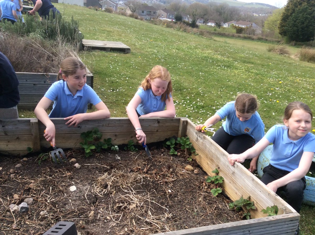BryncethinPS9's tweet photo. Class 9 have been busy planting strawberry plants. https://t.co/s2vclIrTCG