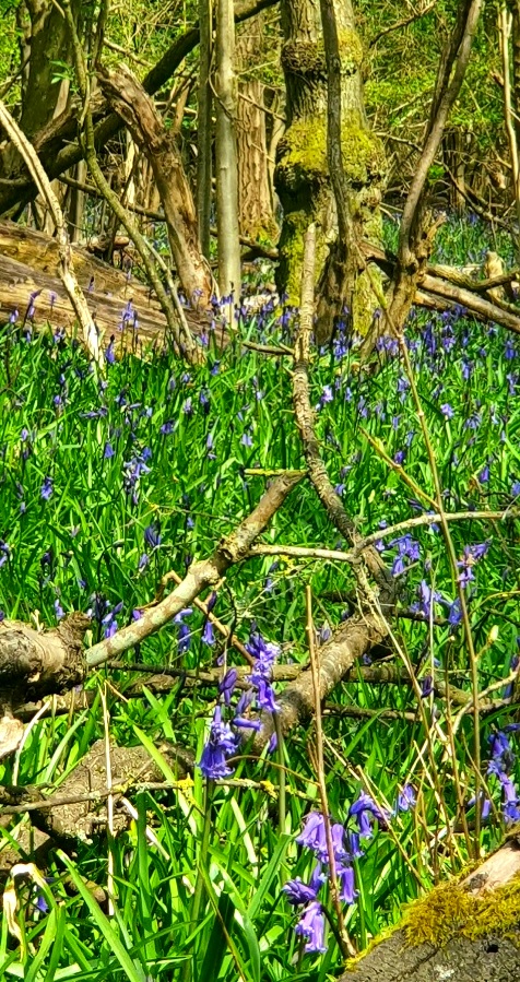 WriterRDavid's tweet image. Enchanted wood