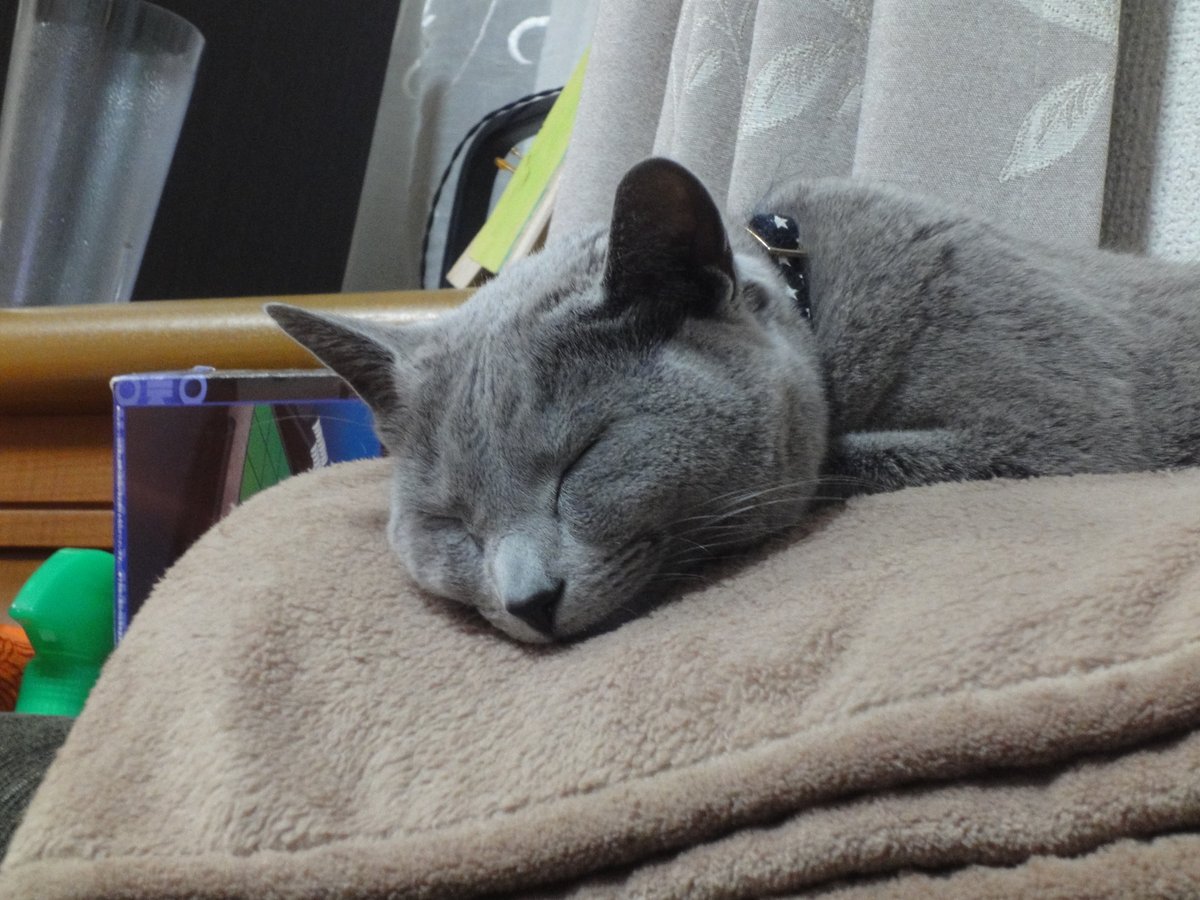 Midiariodelgato's tweet photo. Te amo siempre despreocupado😽
(I love you always carefree)

#Gato https://t.co/XEOgsd7GaK
