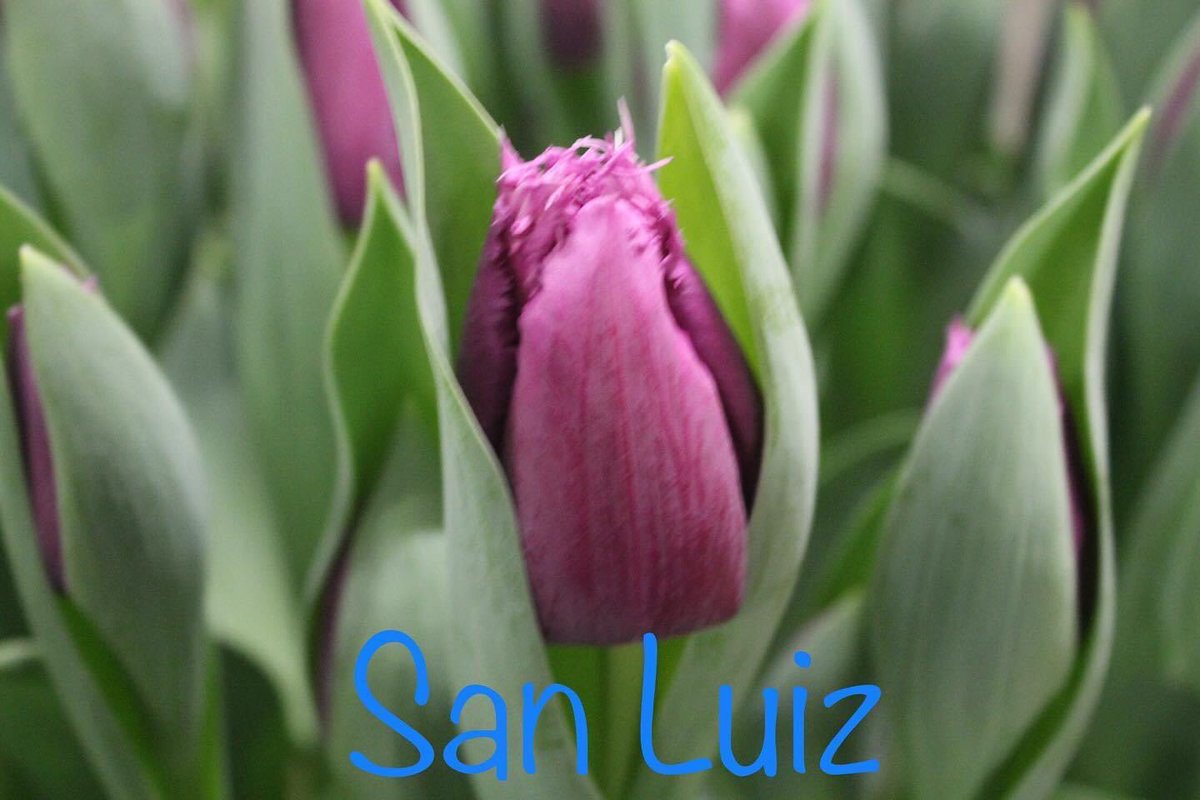 Tulip Tuesday, today we highlight the varieties: San Clemente, San Christina, San Luiz and San Martin. Do you have any question about these or other varieties, please do not hesitate to contact us.

#tuliptuesday #tulips #tulipbulbs #bulbs