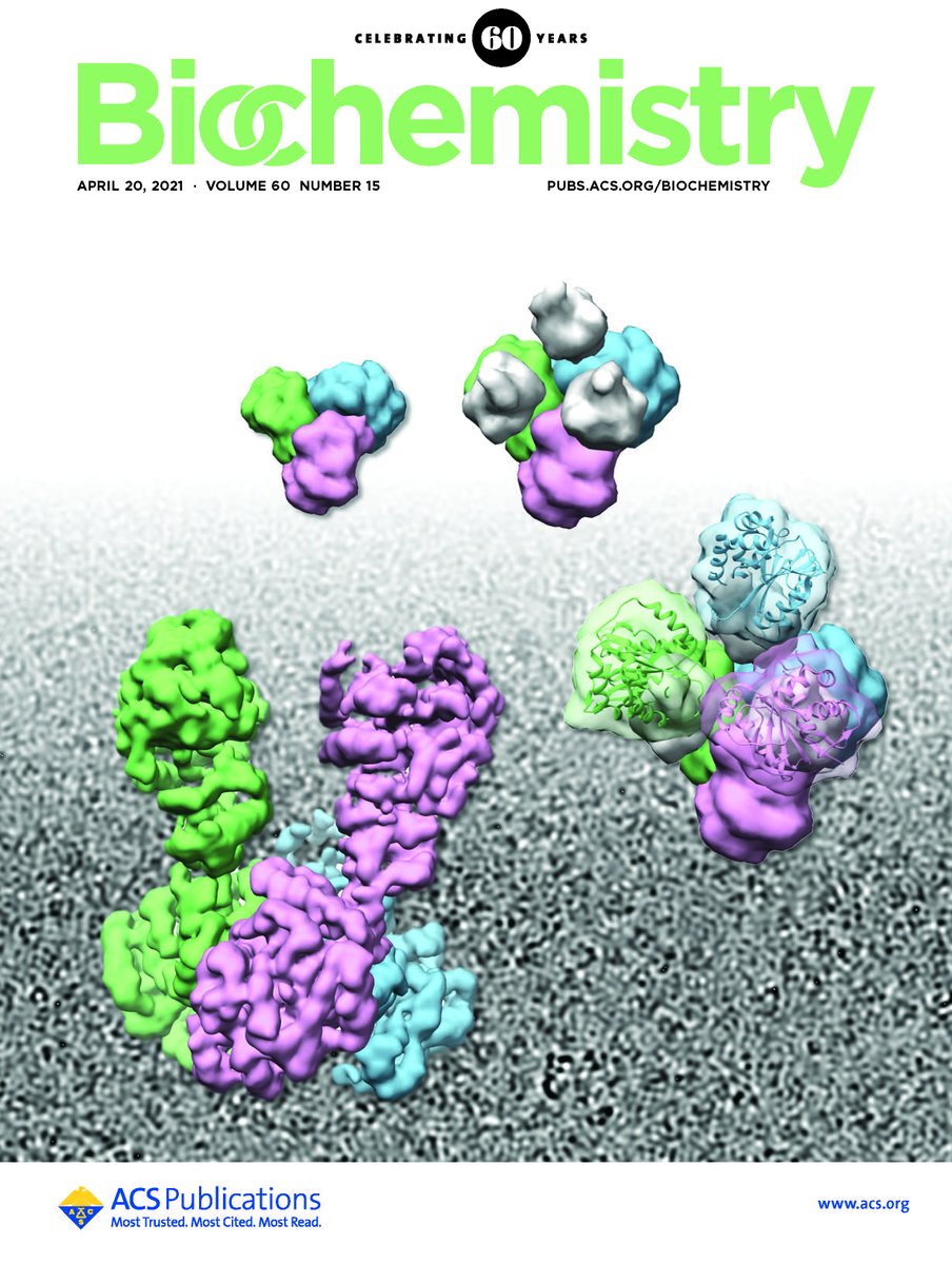 Biochemistry (@biochemistryacs) on Twitter photo Our authors this week include Anthony W. Partridge, <a href="/crane_bc69/">Brian R Crane</a>, Zhengrong Yang, Matthew B. Renfrow, Marcellus Ubbink, <a href="/NowickGroup/">Nowick Group</a>, Steven T. Olson, Alessio Peracchi, @Bimef_CDE, and Vera Pfanzagl. Read about their recent work in issue 15 at pubs.acs.org/toc/bichaw/60/… Our authors this week include Anthony W. Partridge, <a href="/crane_bc69/">Brian R Crane</a>, Zhengrong Yang, Matthew B. Renfrow, Marcellus Ubbink, <a href="/NowickGroup/">Nowick Group</a>, Steven T. Olson, Alessio Peracchi, @Bimef_CDE, and Vera Pfanzagl. Read about their recent work in issue 15 at pubs.acs.org/toc/bichaw/60/…