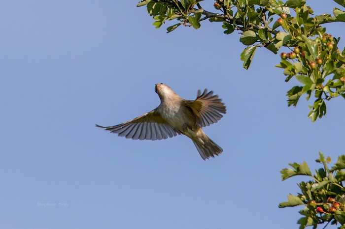 соловей птичка певчая. птицы в лесу эстетика. птицы под музыку. птицы поют. кактусовый крапивник птица.