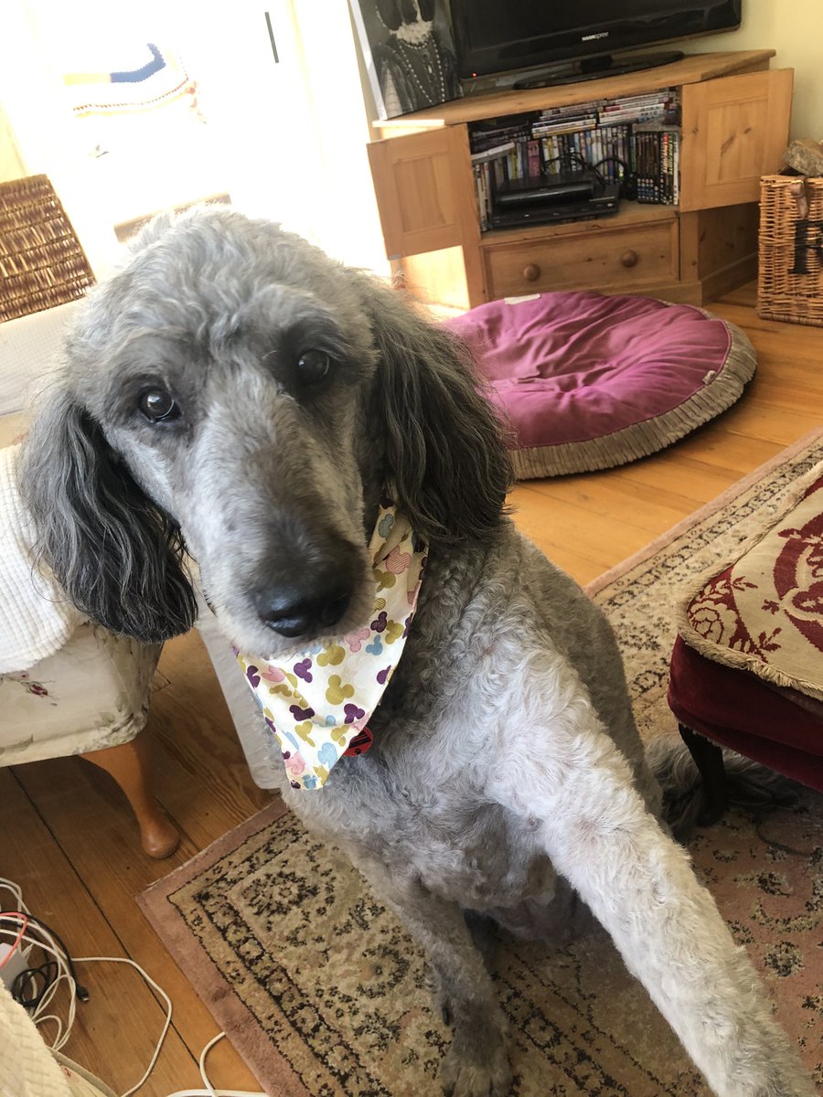 McNiffecent's tweet photo. @DogsforDisable1 @TomClonan @lifeofpuppyivy @JenniferDowler Aw this puppy is a beauty. ๐๐๐ @DogsforDisable1 do such amazing work. We are so lucky to have our Beth, Jackโs therapy dog. Itโs her 13th birthday on the 26th April. #DogsForDisabled #dogsoftwitter https://t.co/75nmY29Ynp