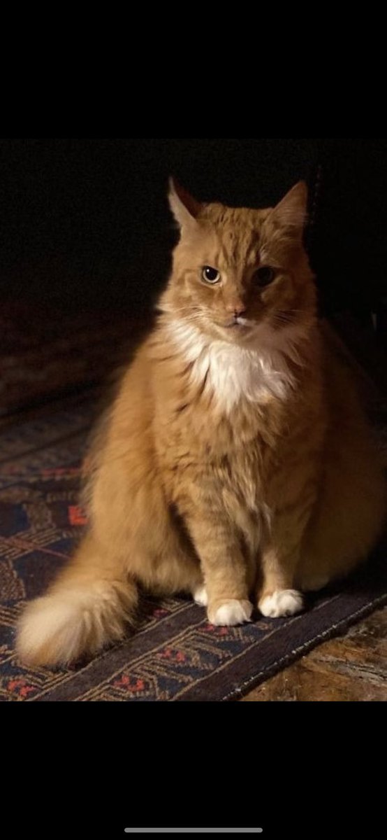 clemserrell's tweet photo. My neighbours cat is missing from Worcester city centre- he actually went missing months ago but they now think he’s been stolen. There is a cash reward and I know my neighbour misses him dearly, please keep an eye out 💔 https://t.co/fJfF2l6aEW