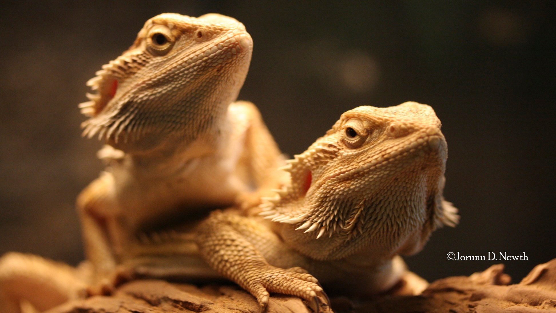 Бородатая агама pogona vitticeps