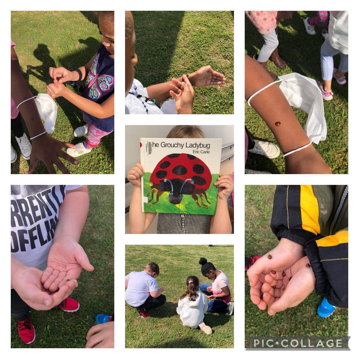 It’s ladybug season!