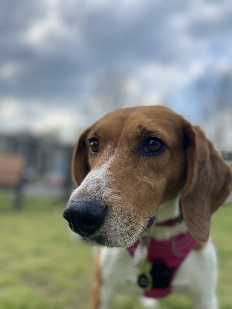 jn_icolee's tweet photo. i have the cutest pups , that’s it , that’s the tweet . #rescuesrule https://t.co/GvifyP7t1o
