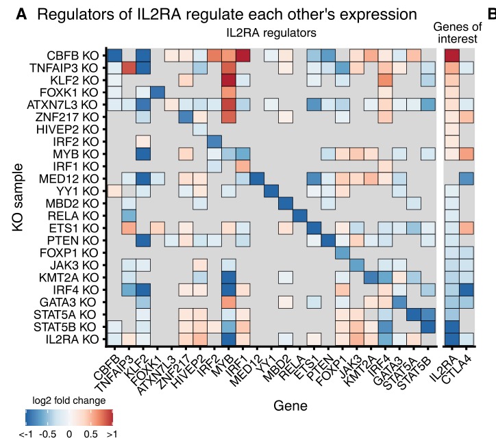 They then selected 24 upstream regulators for arrayed KO followed by RNA-seq and ATAC-seq. This works starts to reveal a highly interconnected network among the upstream regulators and downstream targets. Here's the matrix of significant effects among the regulators:
