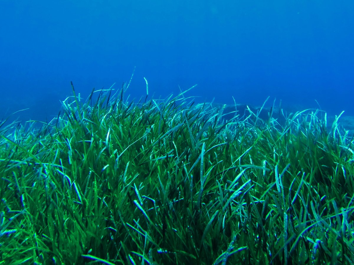 ProjectSeagrass's tweet photo. Today is #WorldEarthDay 🌍

The surface of our Earth is 71% water. Yet, we pollute, overfish and exploit our oceans.

Let's turn the tide and #RestoreOurEarth. Ecosystem restoration is a winning investment, with every $1 spent bringing $10-15 in return🌱

#GenerationRestoration https://t.co/FQ8xX1Vls7