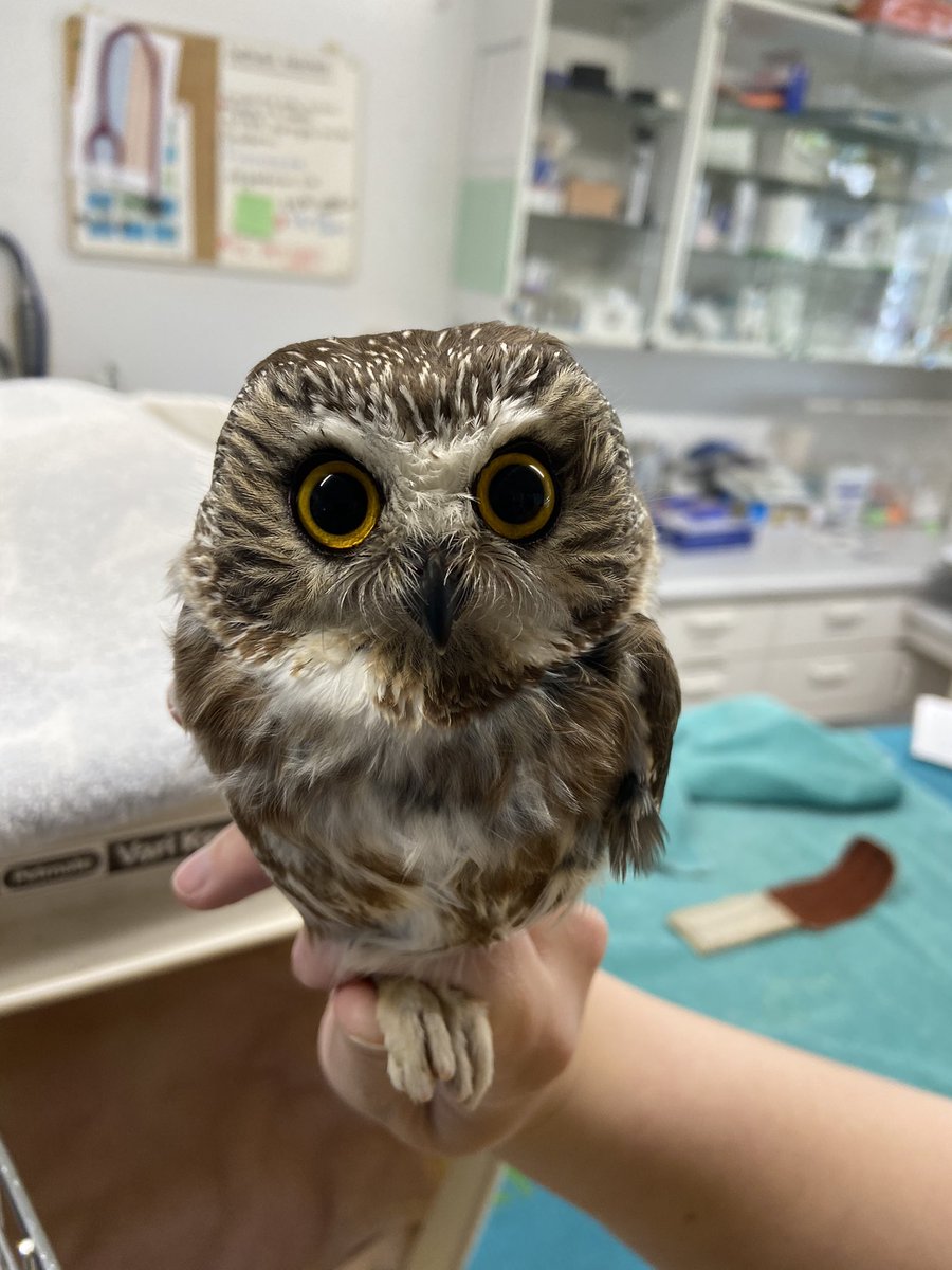 These two beauties were just released back to the wild! #BaldEagle #NorthernSawwhetOwl #OWLrehab