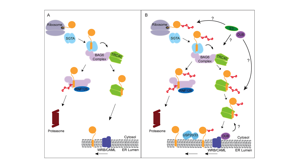 Rockefeller U. Press tweet media