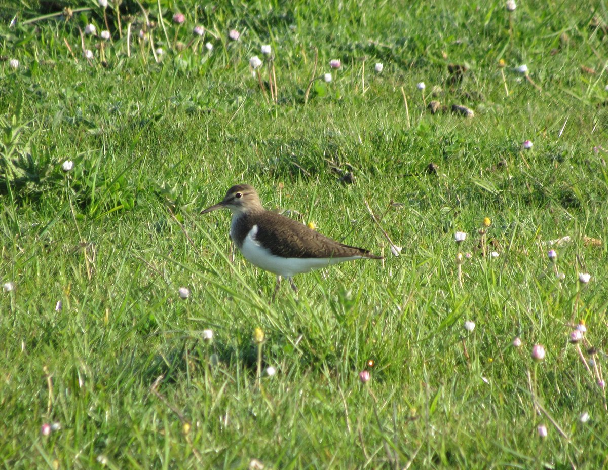 vule_rock_nroll's tweet photo. Dag 20 #aprilvogelsmaand... voor mij een moeilijke groep de stelt-/#strandloper. Gezocht in archief en ik lees op Vogelbescherming dat ik toch #oeverloper kan delen voor deze groep. #Vogels #birds #birdwatching 2020 05 #ZeeuwsVlaanderen https://t.co/JsTAvzBLb6