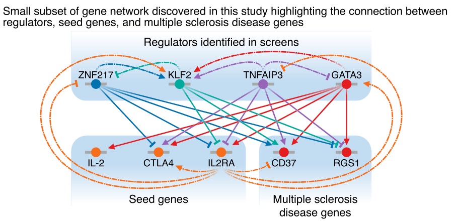 We can also start to map out networks around specific diseases and disease genes. Eg multiple sclerosis hits were particularly enriched in the IL2RA network. Here is a part of that network (GATA3, CD37 and RGS1 all have MS hits):
