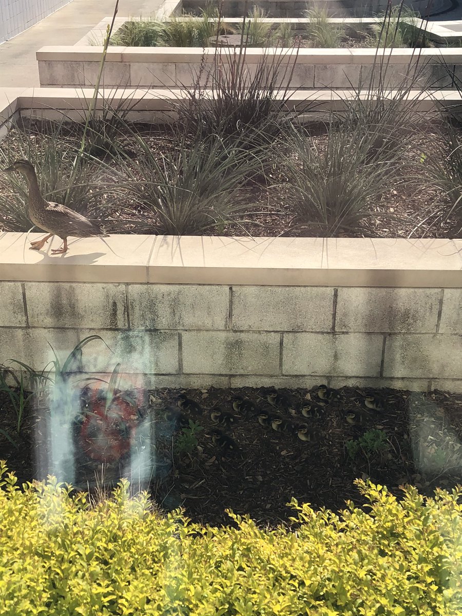 BOSLockwood's tweet image. Saving a family of 13 Boswell courtyard newborn ducklings that didn’t have a food or water source. Thanks to Toni Hood for the assistance!@boswellhs #wildlifematters @EMSISD