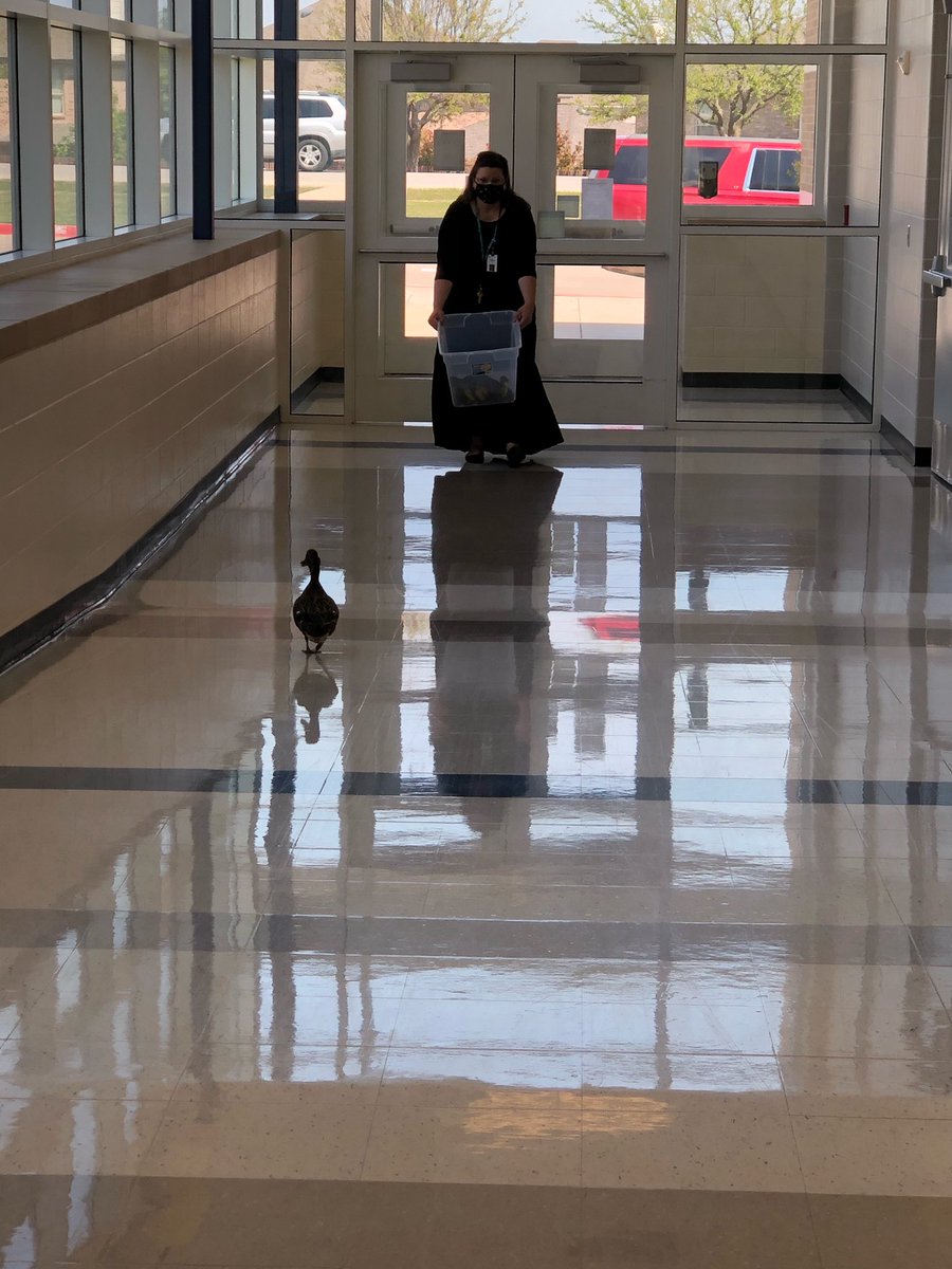BOSLockwood's tweet image. Saving a family of 13 Boswell courtyard newborn ducklings that didn’t have a food or water source. Thanks to Toni Hood for the assistance!@boswellhs #wildlifematters @EMSISD