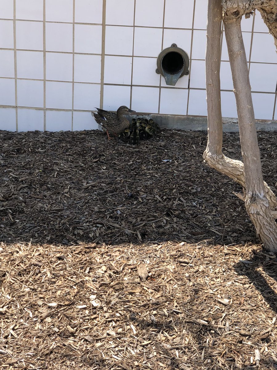BOSLockwood's tweet image. Saving a family of 13 Boswell courtyard newborn ducklings that didn’t have a food or water source. Thanks to Toni Hood for the assistance!@boswellhs #wildlifematters @EMSISD