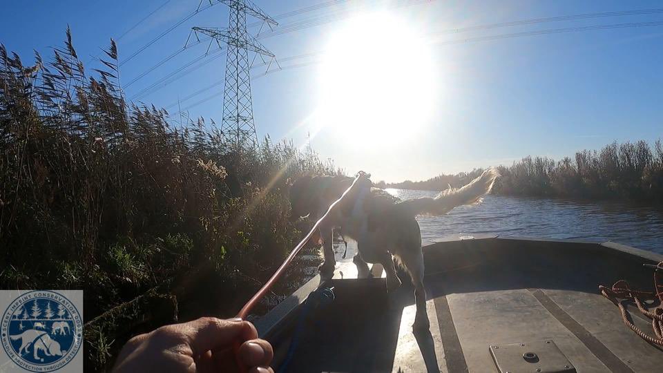 DogsScent's tweet image. Nothing is better than searching the whole day with this beautiful weather on the water with our conservation dogs. #fieldwork #monitoringproject #conservationdogs #researchproject #endangeredspecies #iucnredlist #invasivespecies #invasiveplant #scentimprintconservationdogs