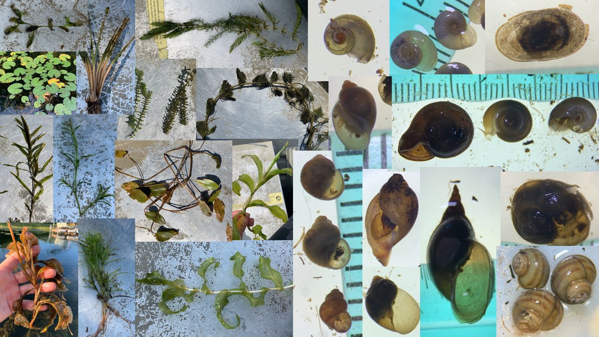 Reflecting on the amazing diversity of macrophytes (40+ species) and snails (25+ species) in my ten study lakes in northern Wisconsin. My master’s has really given me a new love for these often under-appreciated communities