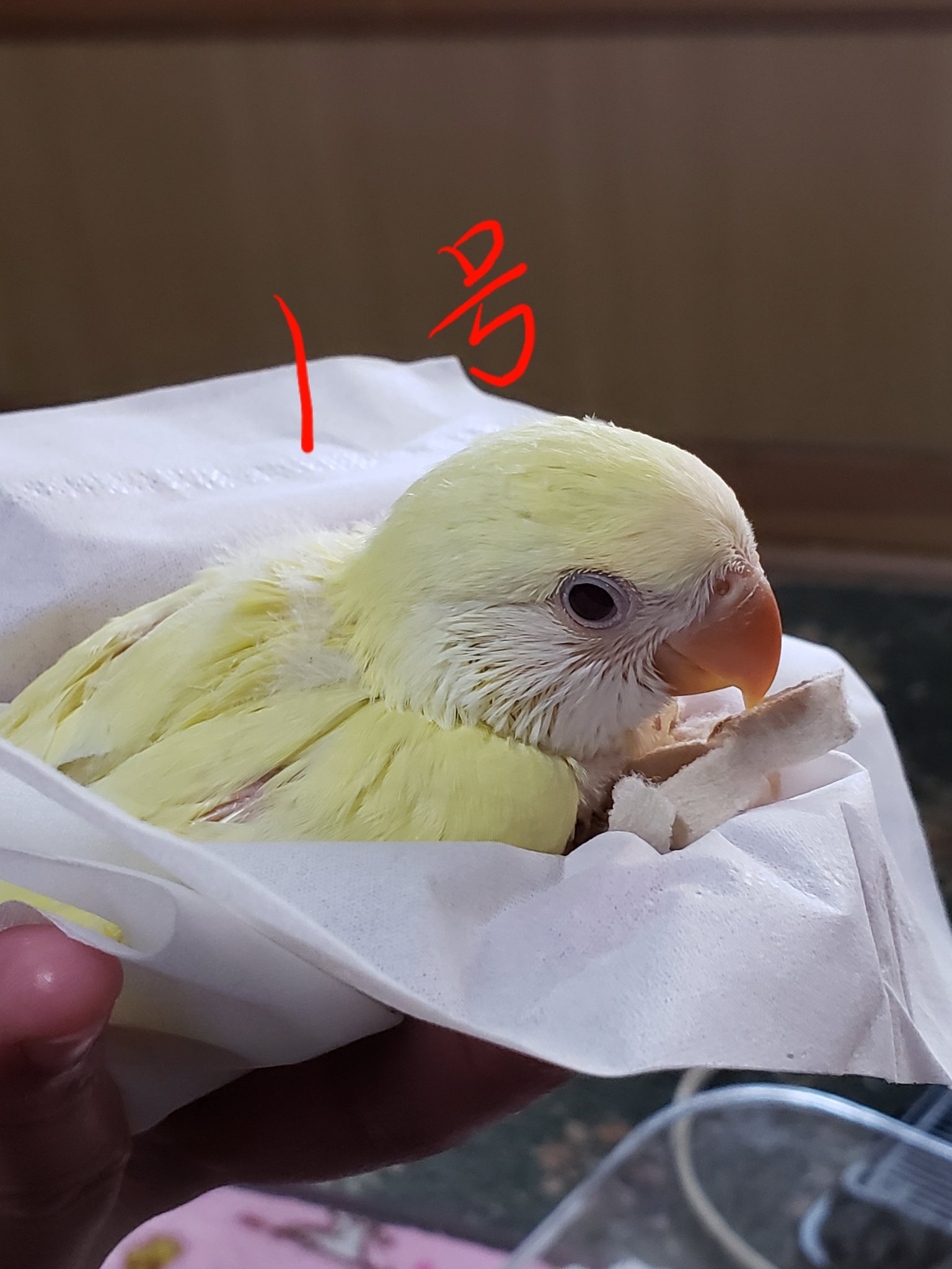 インコブリーダー Twitter Search Twitter