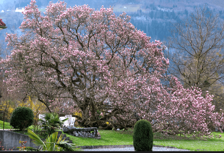 NewInZurich's tweet image. Fancy a spring #hike not far from #Zurich? This route along the #Walensee is just so beautiful. See the details here… newinzurich.com/2014/10/beauti… #Switzerland #hiking @1000Switzerland