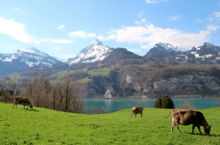 NewInZurich's tweet image. Fancy a spring #hike not far from #Zurich? This route along the #Walensee is just so beautiful. See the details here… newinzurich.com/2014/10/beauti… #Switzerland #hiking @1000Switzerland
