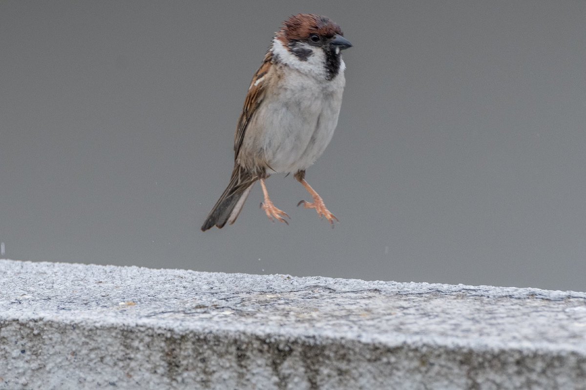 これぞピョイーーーーン！！
#スズメ #すずめ #スズメ観測 #ちゅん活 #sparrow #鳥 #野鳥 #野鳥撮影 #野鳥写真  #PENTAX https://t.co/CgiZaqkA0x