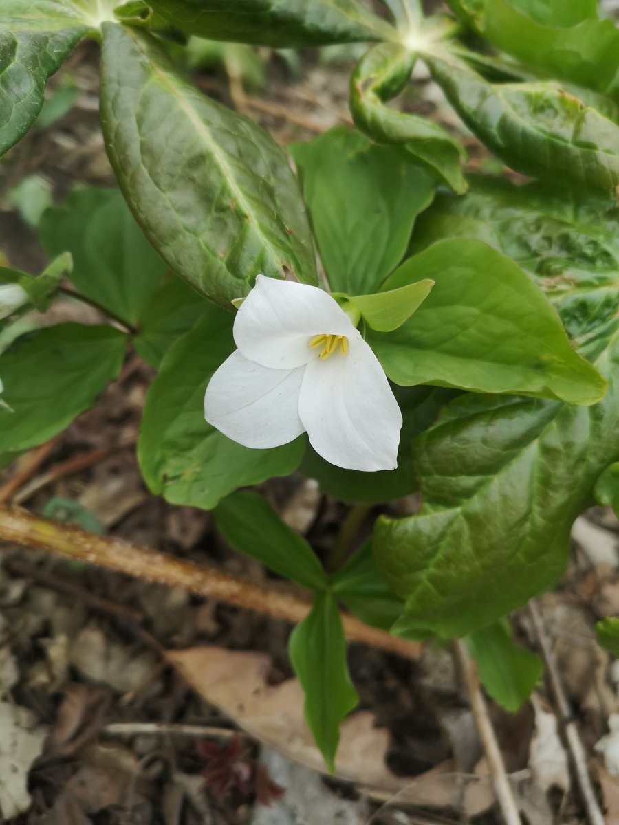 BirnamPork's tweet photo. It only took our oldest child 19 days to finish her #hikelocal #100kmchallenge #lockdownhikechallenge
The local golf course is closed for golfing during the lockdown but promote using it to hike!
We saw trilliums, learned about kissing bridges and spotted a banded Canadian geese! https://t.co/4ltuB4Tyt9